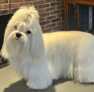 Étalon Bichon maltais - luxury beauty Charlie boy