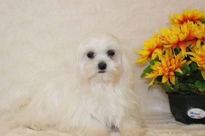 Étalon Bichon maltais - Padme-alba du domaine de l'Aristochien