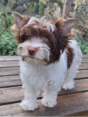 Étalon Biewer Terrier - Vanina des petits choux du haou