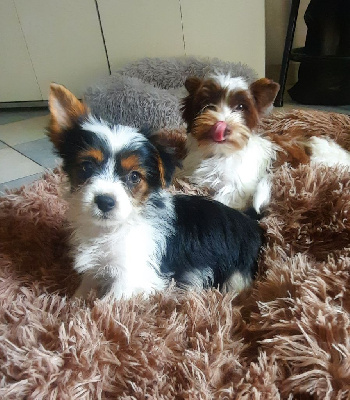 Étalon Biewer Terrier - Versace du puits st front