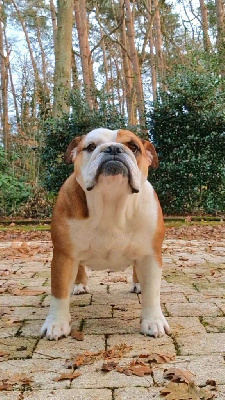 Étalon Bulldog Anglais - Precious Baby Bulls Wendy darling