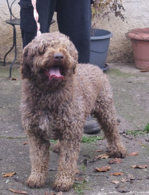 Étalon Chien d'eau espagnol - Puck petit prince Vom Hause Kristo