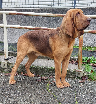 Étalon Chien de Saint-Hubert - Mascarpone Del campo dell'oro