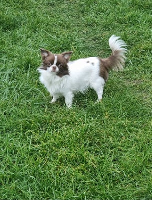Étalon Chihuahua - Valentina My Fair Chi