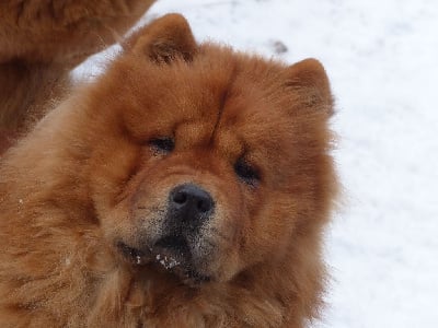 Étalon Chow Chow - Tahiti Du Clos De La Horde