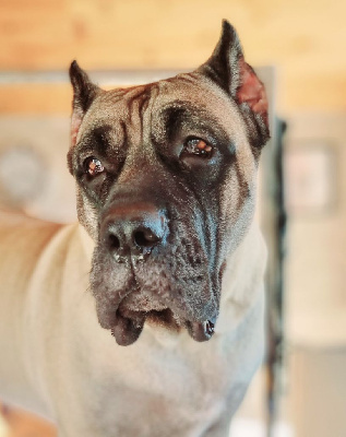 Étalon Dogo Canario - Tijana el autentico canario