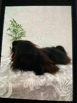 Étalon Pekinois - dynasty stars Lantana