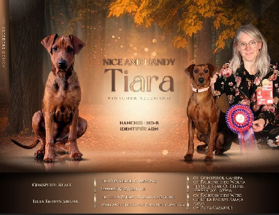 Étalon Pinscher Allemand - Tiara Nice & Dandy