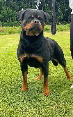 Étalon Rottweiler - Saphir Des Rotts D'enowill