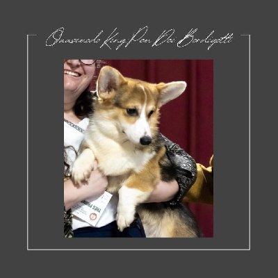 Étalon Welsh Corgi Pembroke - Quasimodo king-pem Dei Bordigotti