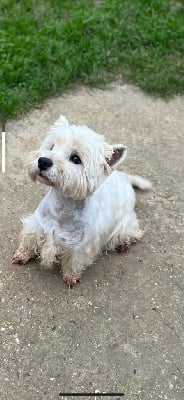 Étalon West Highland White Terrier - Tess domaine de montrose