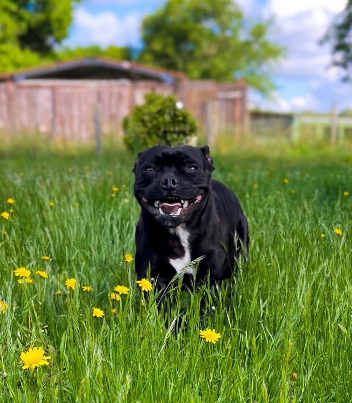 Ultra temptation only Original Stafford Legend