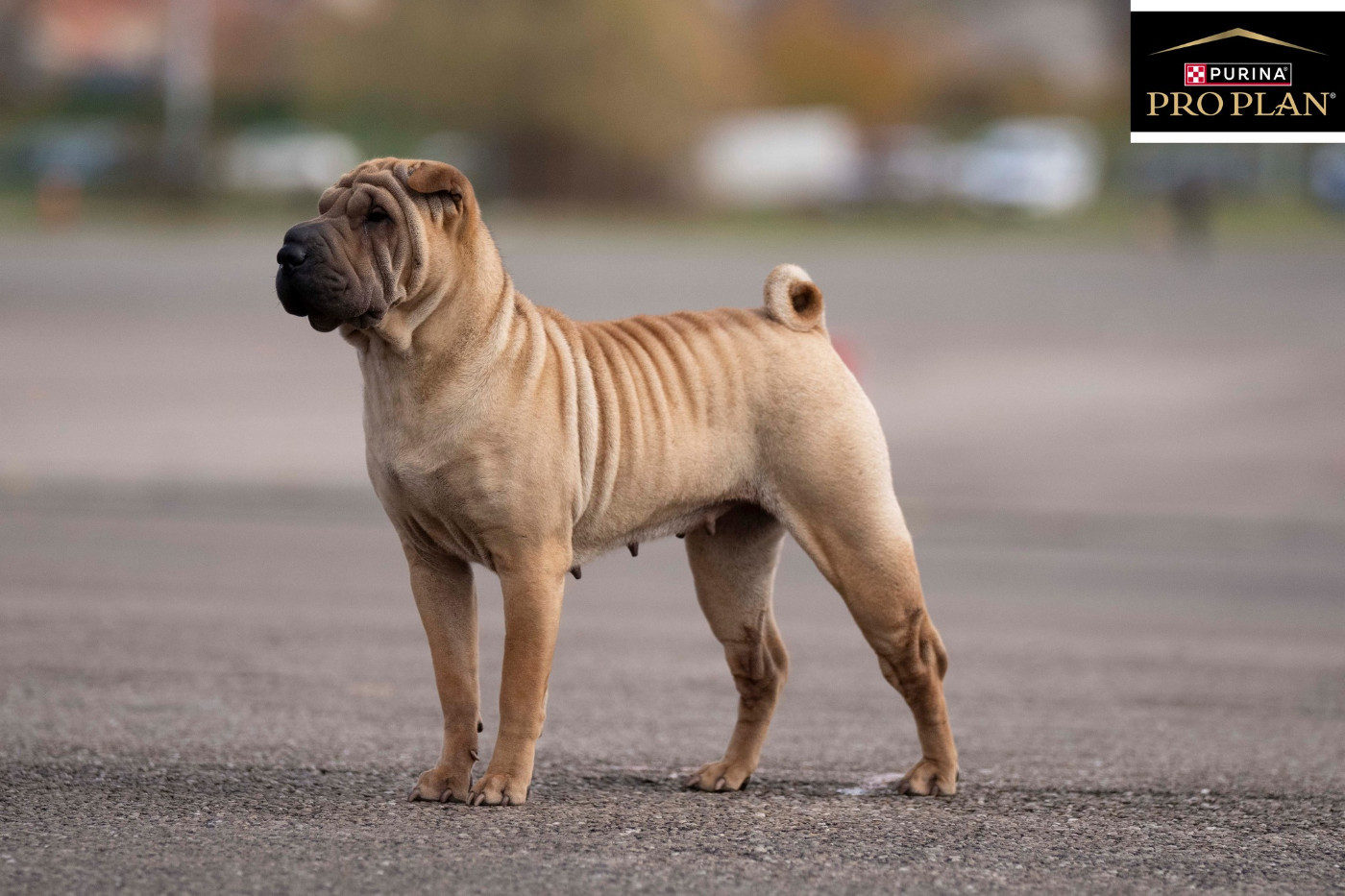 Publication : du Nuorilang Auteur : Gerald Soligny/ Proplan