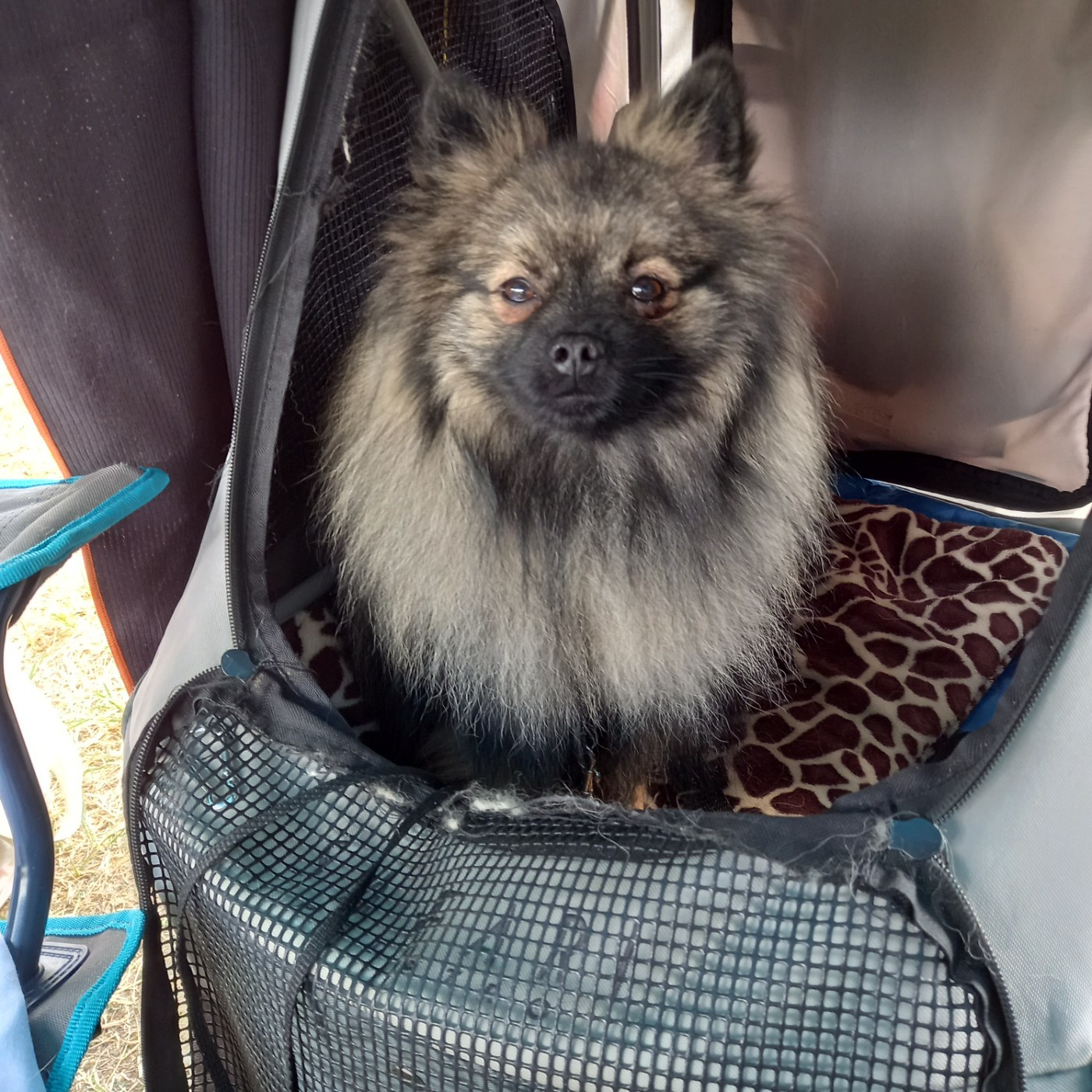 Publication : Des Fées Du Pays Noir Auteur : Catherine VERAGUE