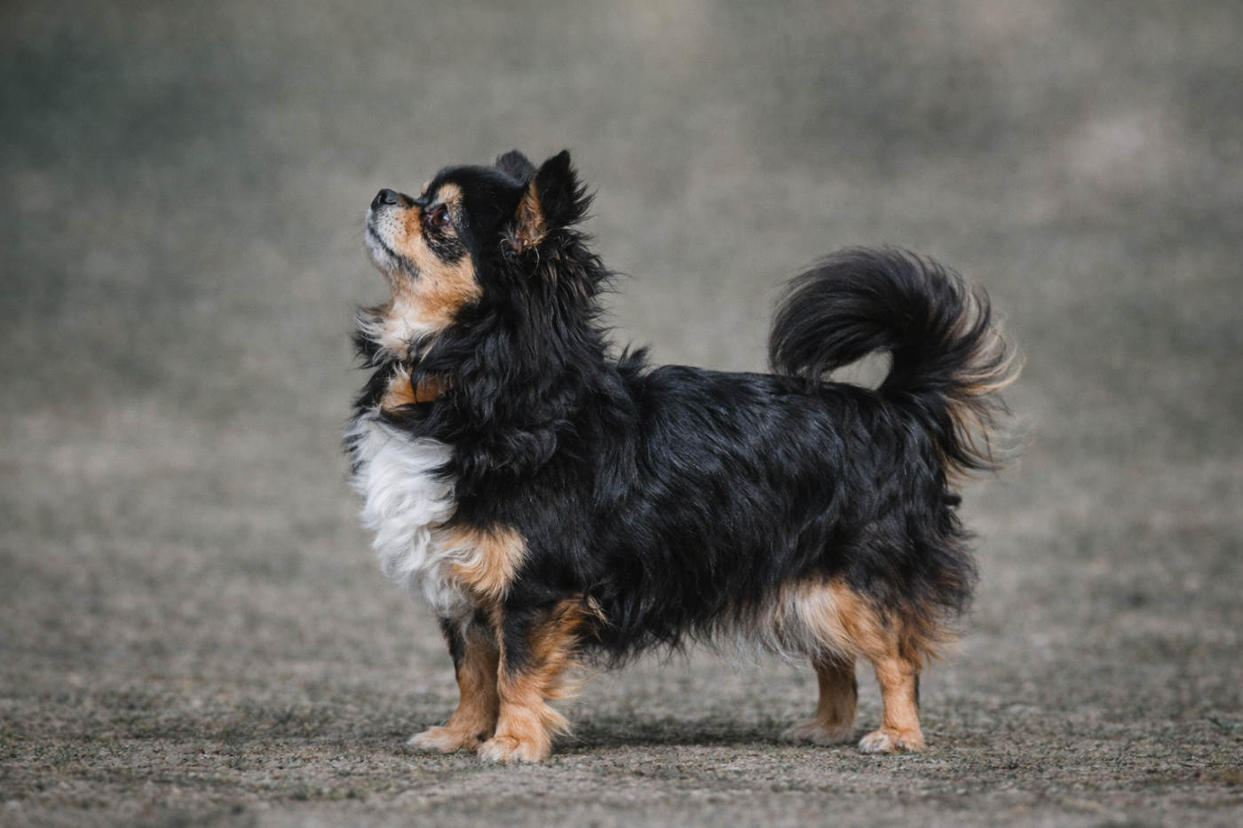 Publication : des Emeraudes de Nahusha