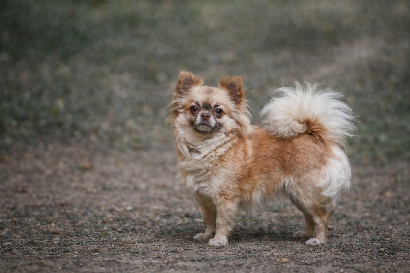 Publication : des Emeraudes de Nahusha 