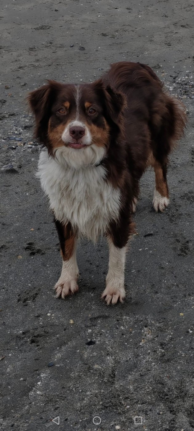 Publication : Du Berger Des Alpages Auteur : Adeline BAS