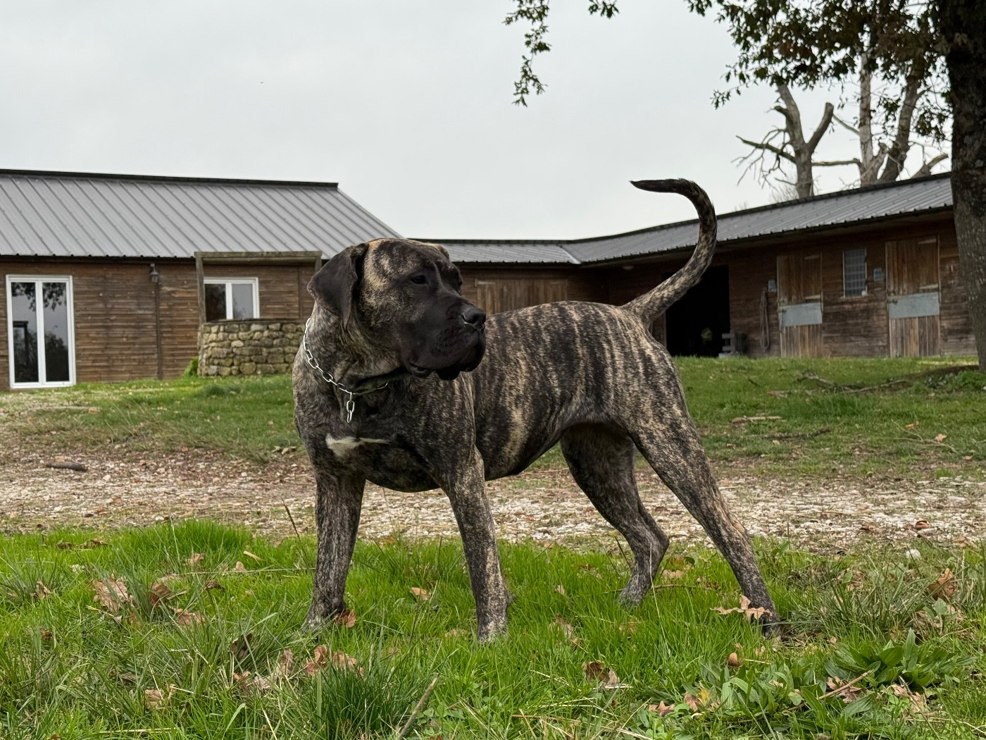 Publication : De La Fleur Des Îles Canaries 