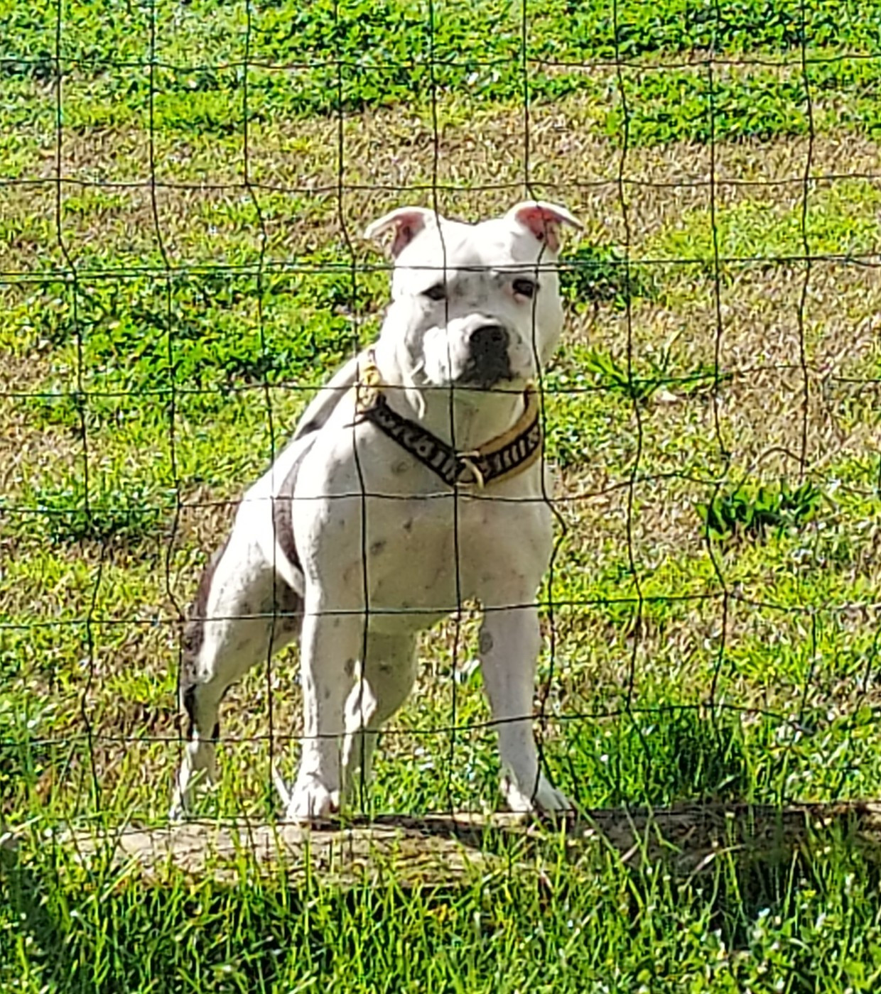 Publication : Du Domaine O'razzia And Rose 