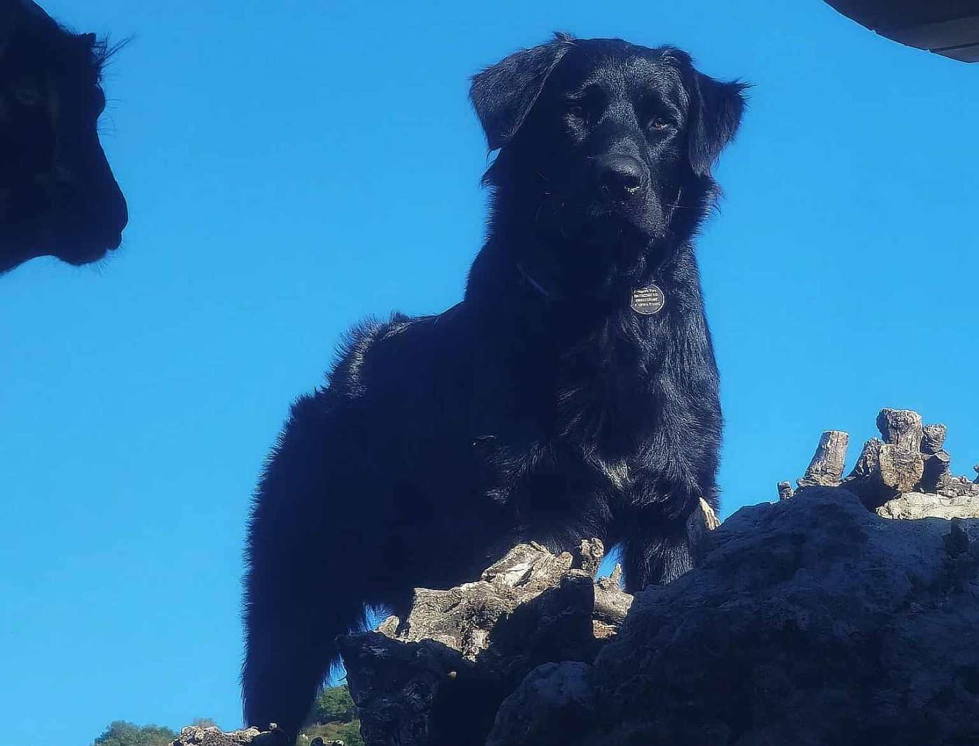 Publication : de la Vallée du Dragon Blanc Auteur : Capra Parc