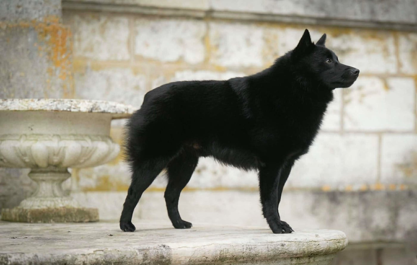 CH. Seyar du Mas de Valaurine