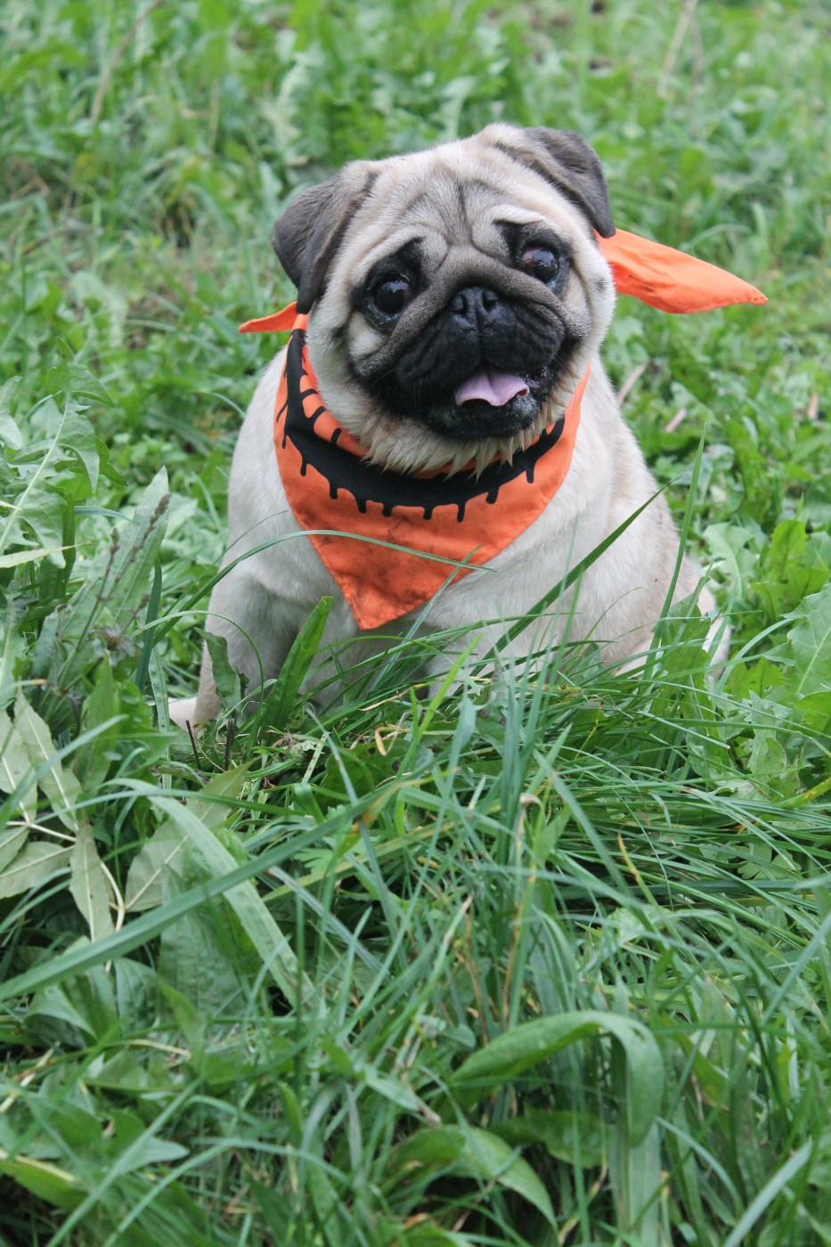 Publication : Du Domaine Des Sabliers D'orion