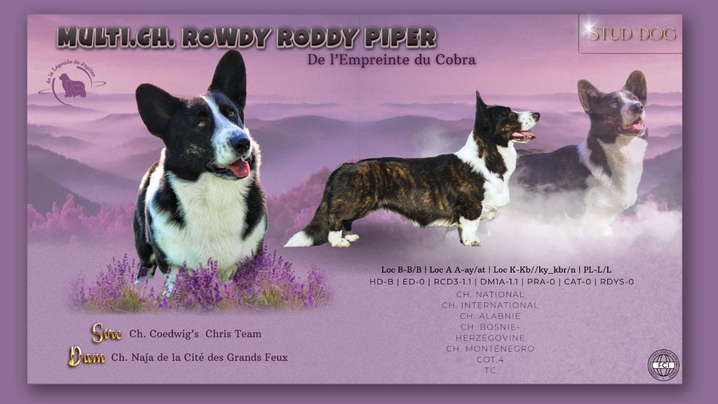 CH. Rowdy roddy piper De L'Empreinte Du Cobra