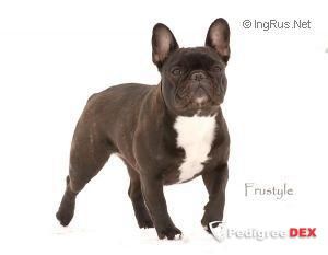 CH. frustyle Royale elegance