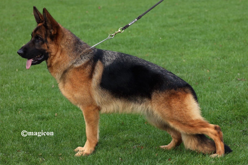 Ulka von imloul neylya