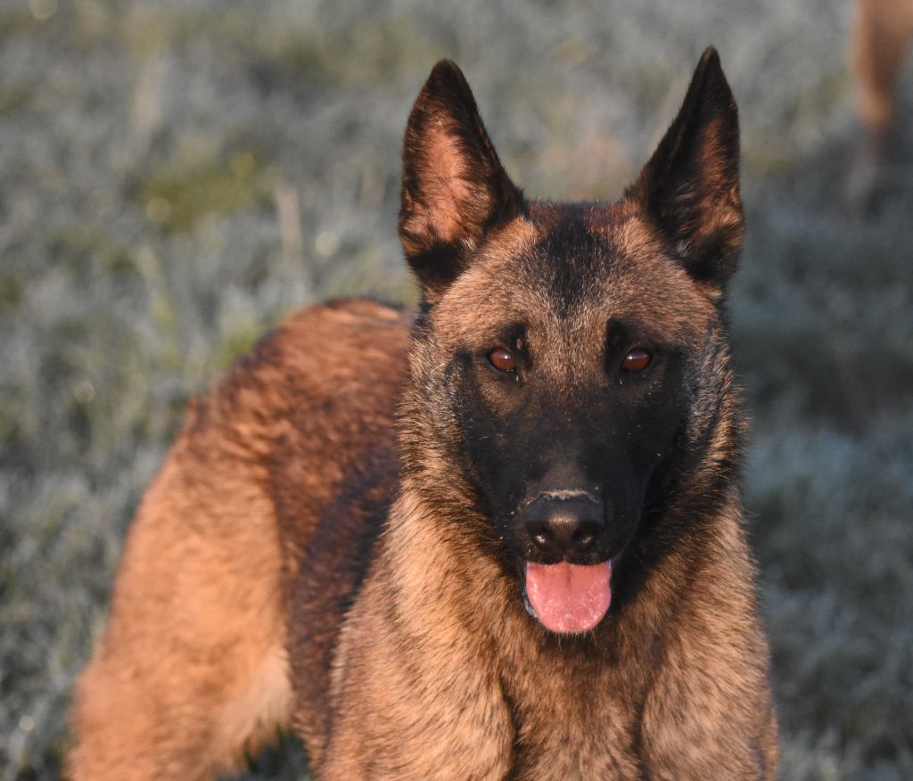 Publication : de la vallée du grand loup 