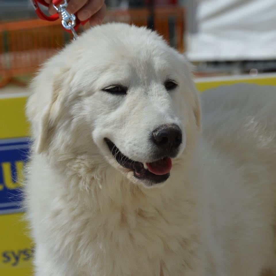 Publication : Du Clos De Vaoury Blanc Auteur : Mirti
