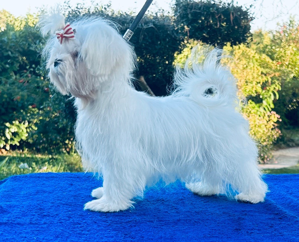 Publication : de L'Adoree Peneloppe Auteur : Marie Nogueira