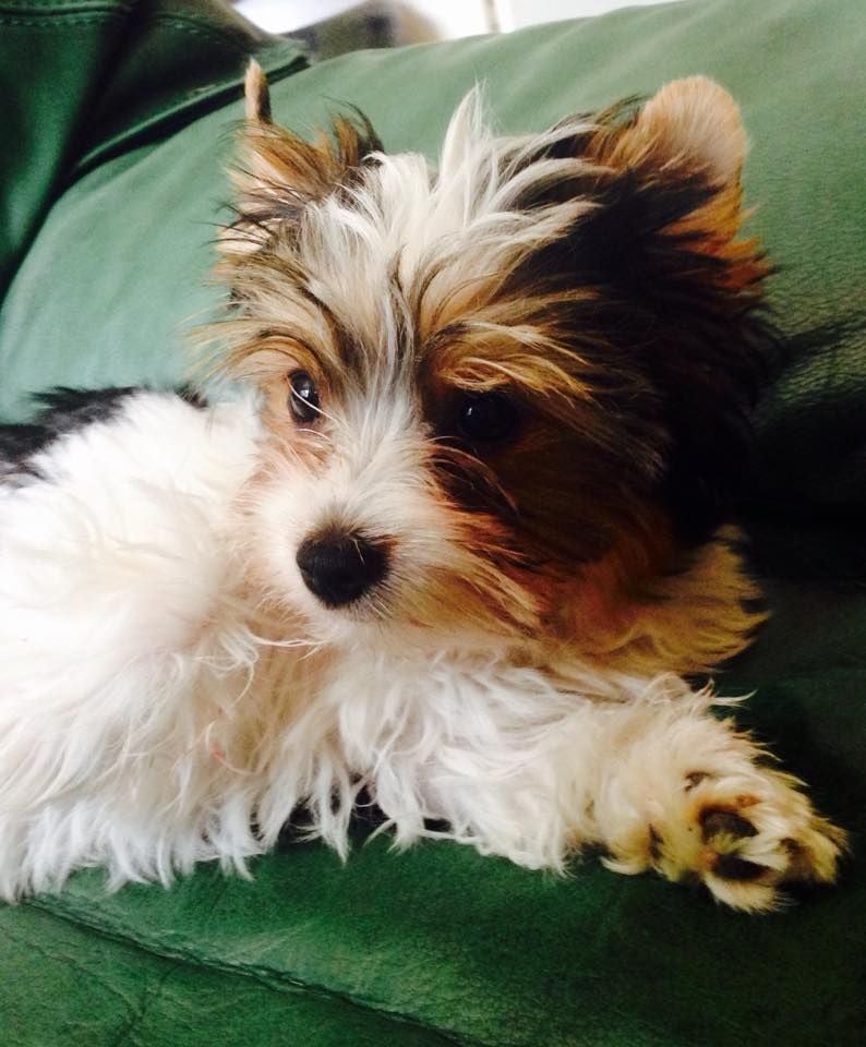 Kimy sagi noble darling