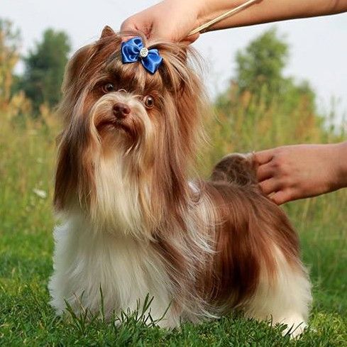 CH. Patrick chocolate miracle abone beauty