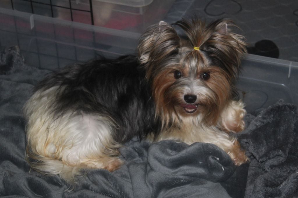 Publication : (Sans Affixe) Auteur : PERLES DE LAHN