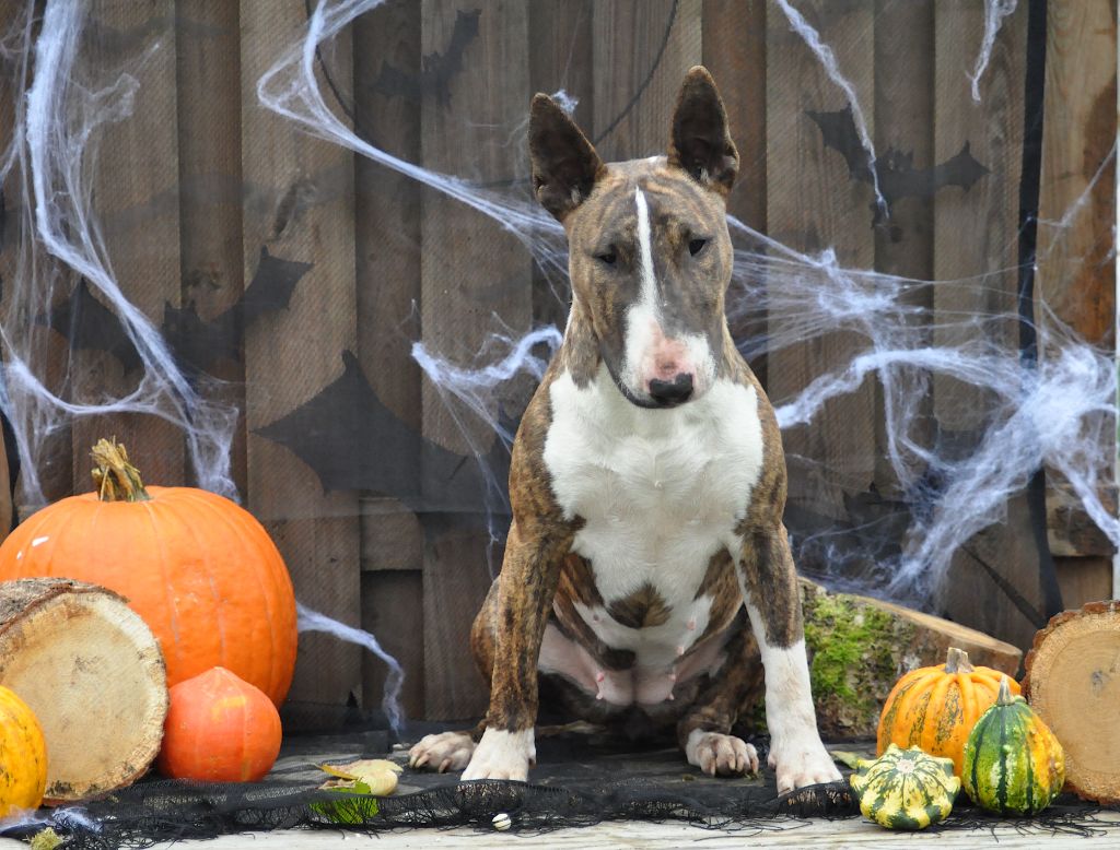 Publication : Des Bulls Love Of Life