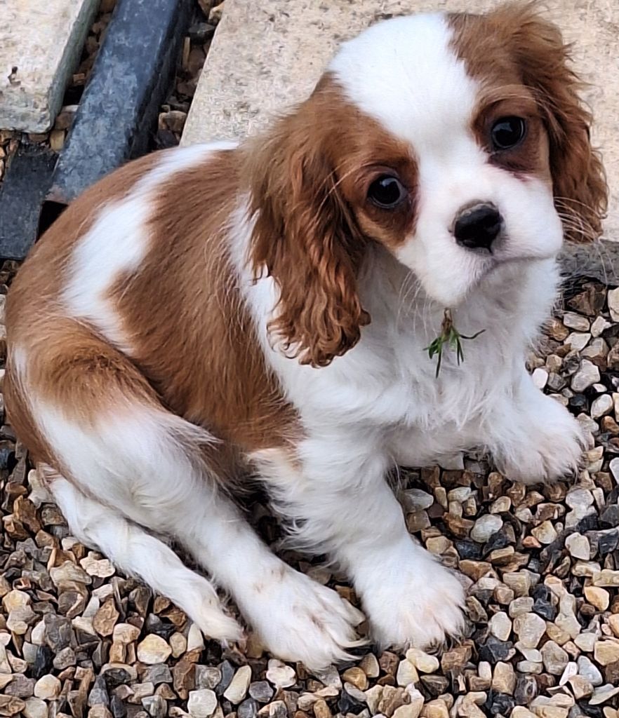 Publication : Du puits des sortileges 