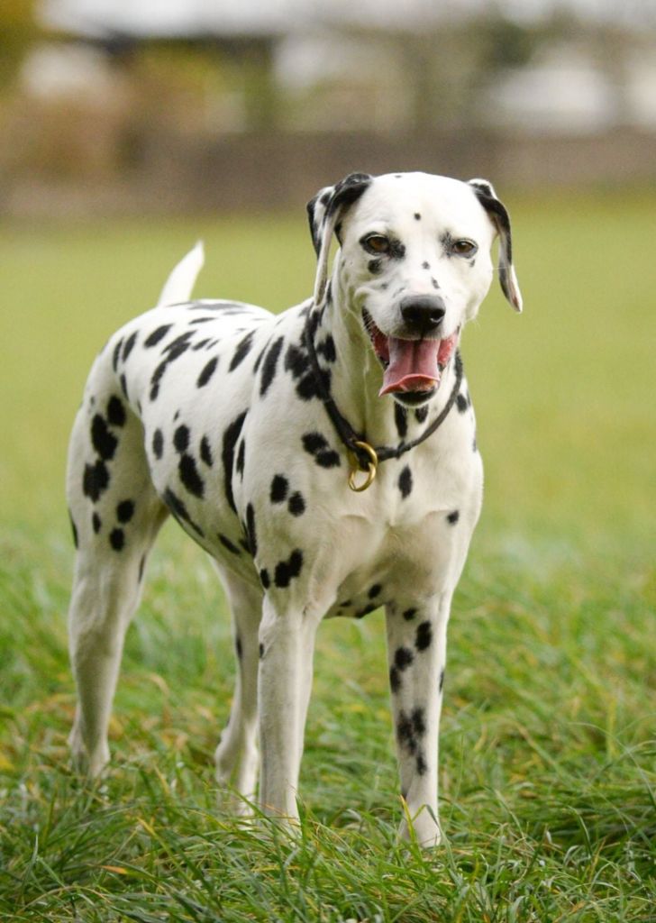 history maker Bright star