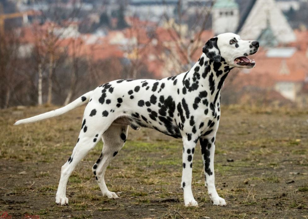 CH. Elliot von der ibergquelle