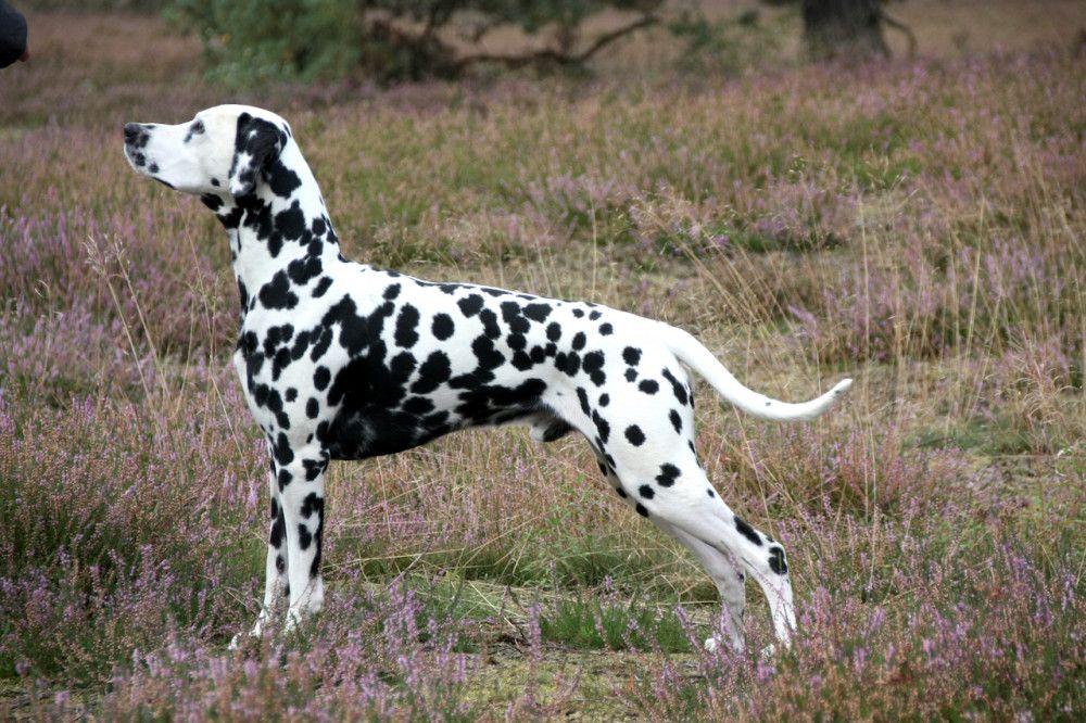 smiling fellow's Dream pedlary