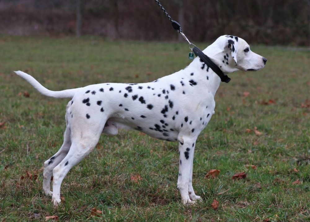 Kajugah aus dem haus punctum