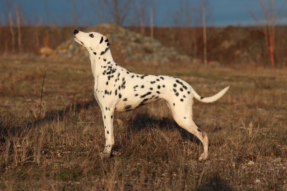 Nalaandah aus dem haus punctum