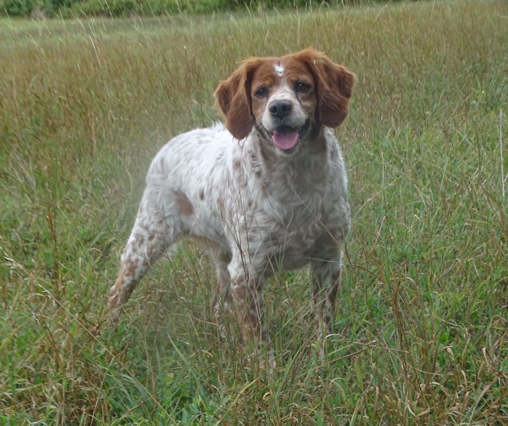 Publication : des hautes pousterles Auteur : jean luc cazemages