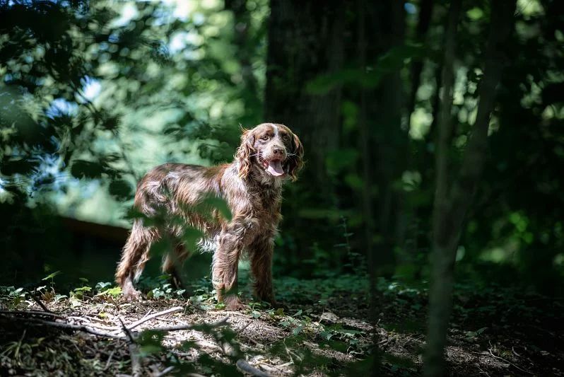 Publication : Des Rives Du Chiron Auteur : SCC