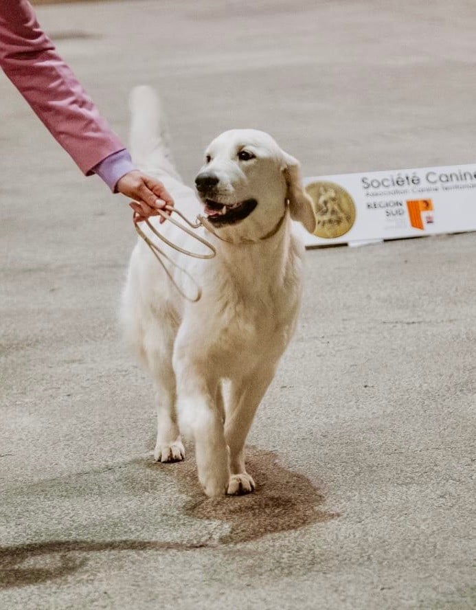 Publication : De l'Oro in Bocca Auteur : Fred