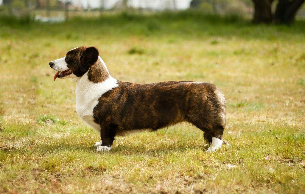 dom corgi Aria di mare