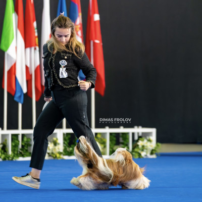 Étalon Shih Tzu - CH. Ustanding Ovation De hillsbury