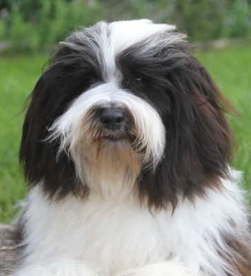 Étalon Bichon Havanais - Very bad trip Del rey rakashi