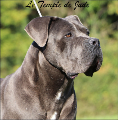 Étalon Cane Corso - Una du temple de jade