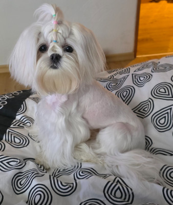 Étalon Bichon maltais - song of white Sissi